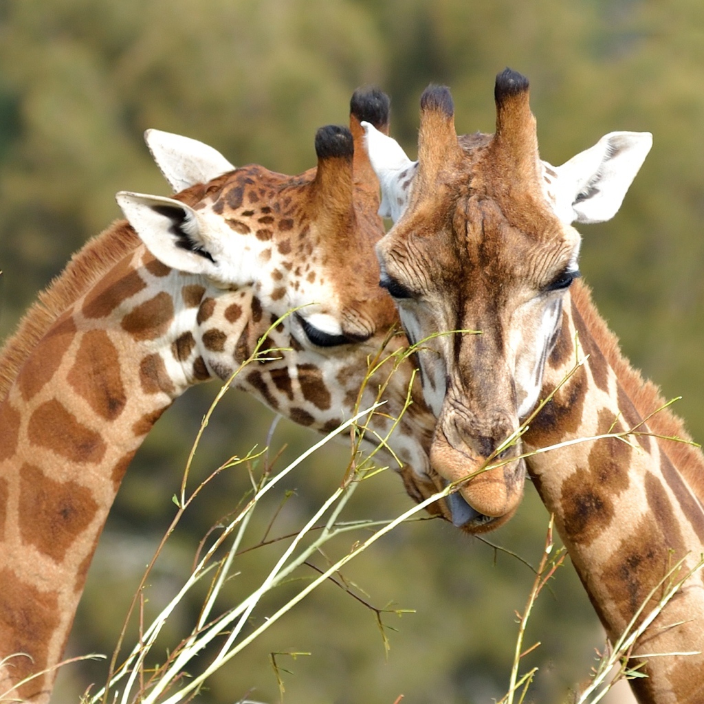 Мордочки пары жирафов