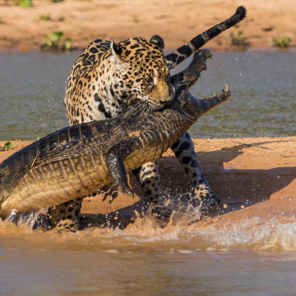 Борьба ягуара и крокодила