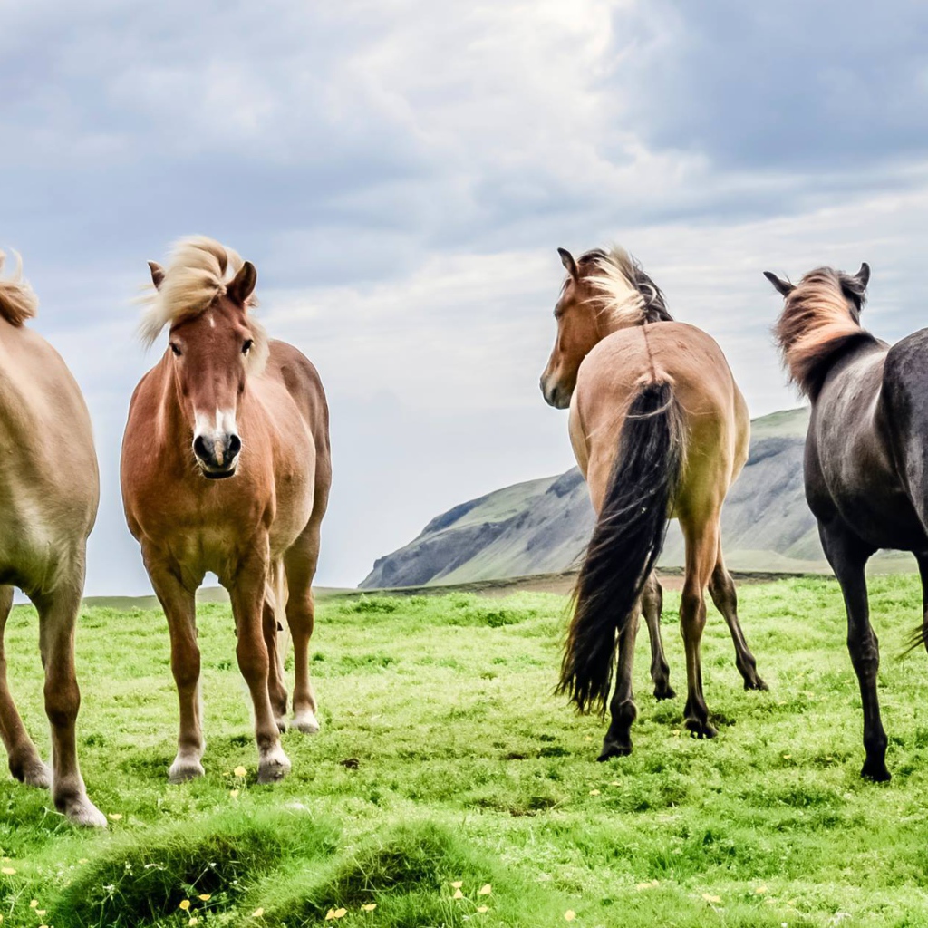 Четверка породистых лошадей