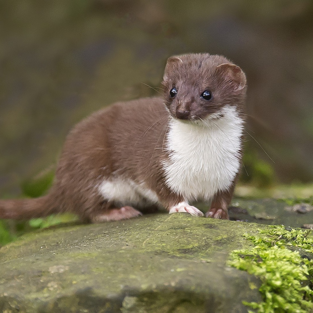 Забавный горностай