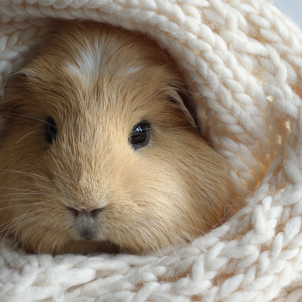 Забавный хомяк