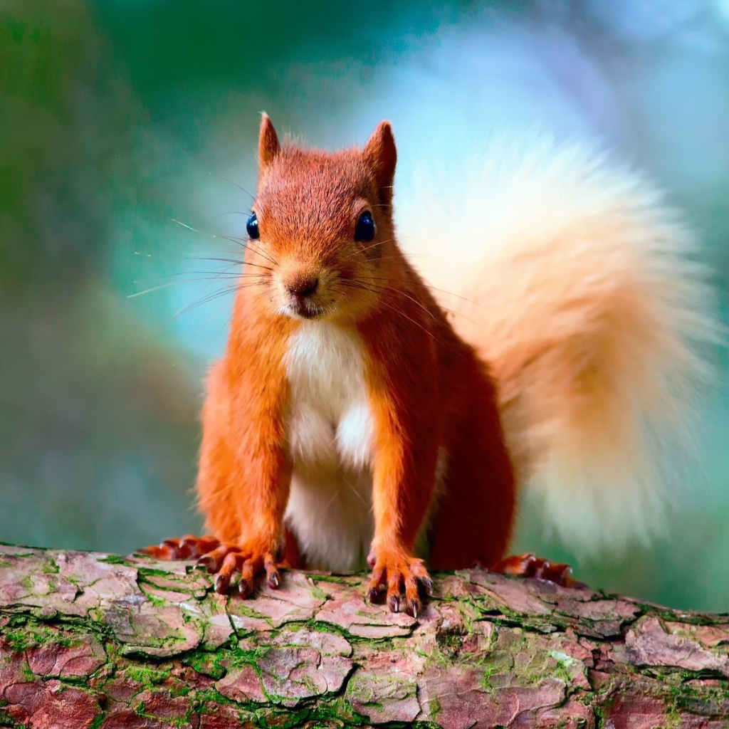 Забавная рыжая белка