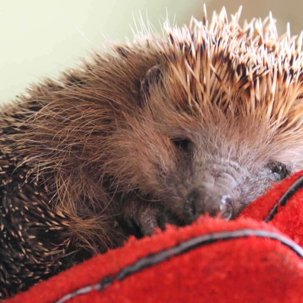 Нежный ёжик
