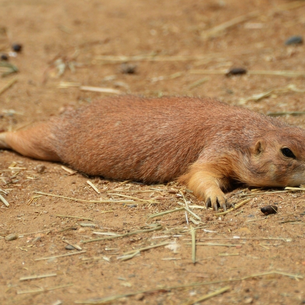 Cуслик отдыхающий