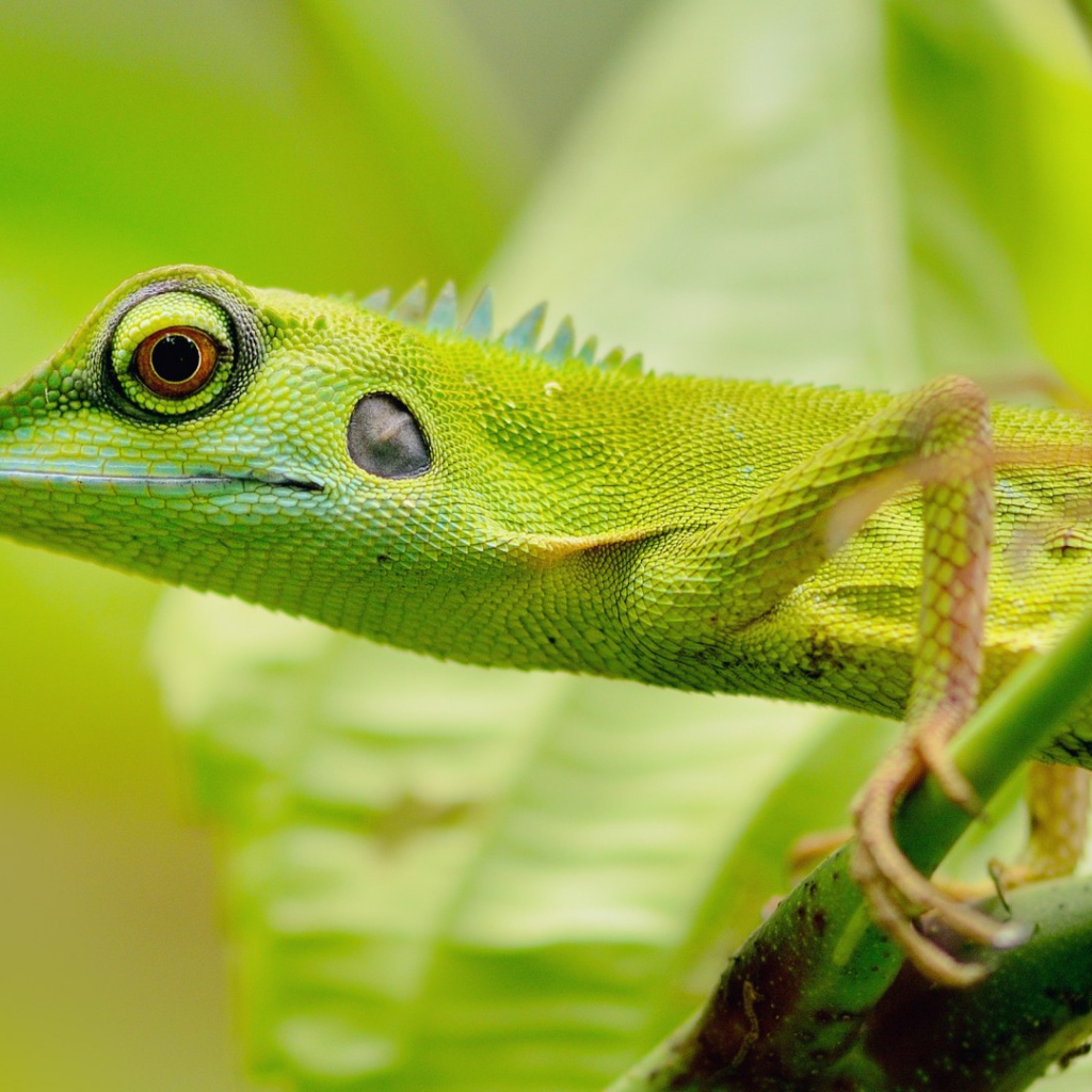 Зеленый зверь в джунглях
