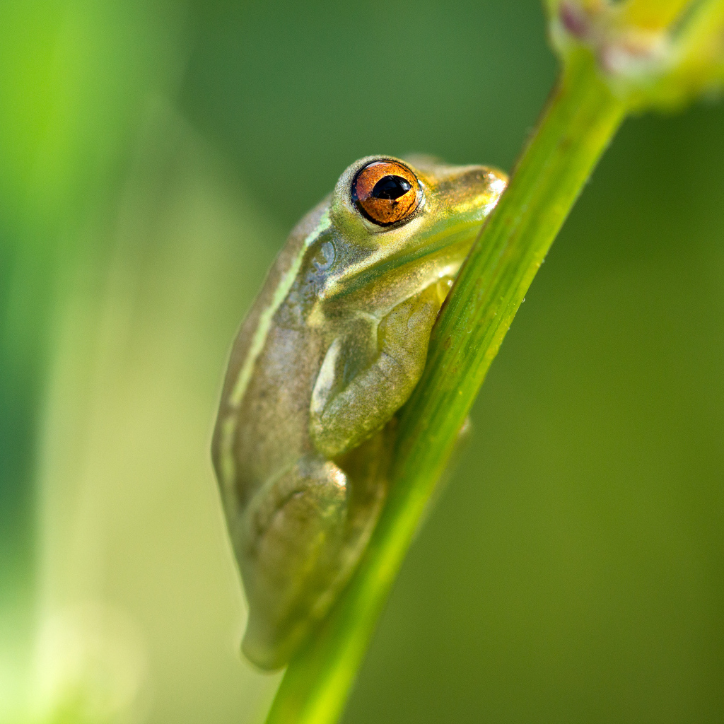 Зелёная лягушка на стебле