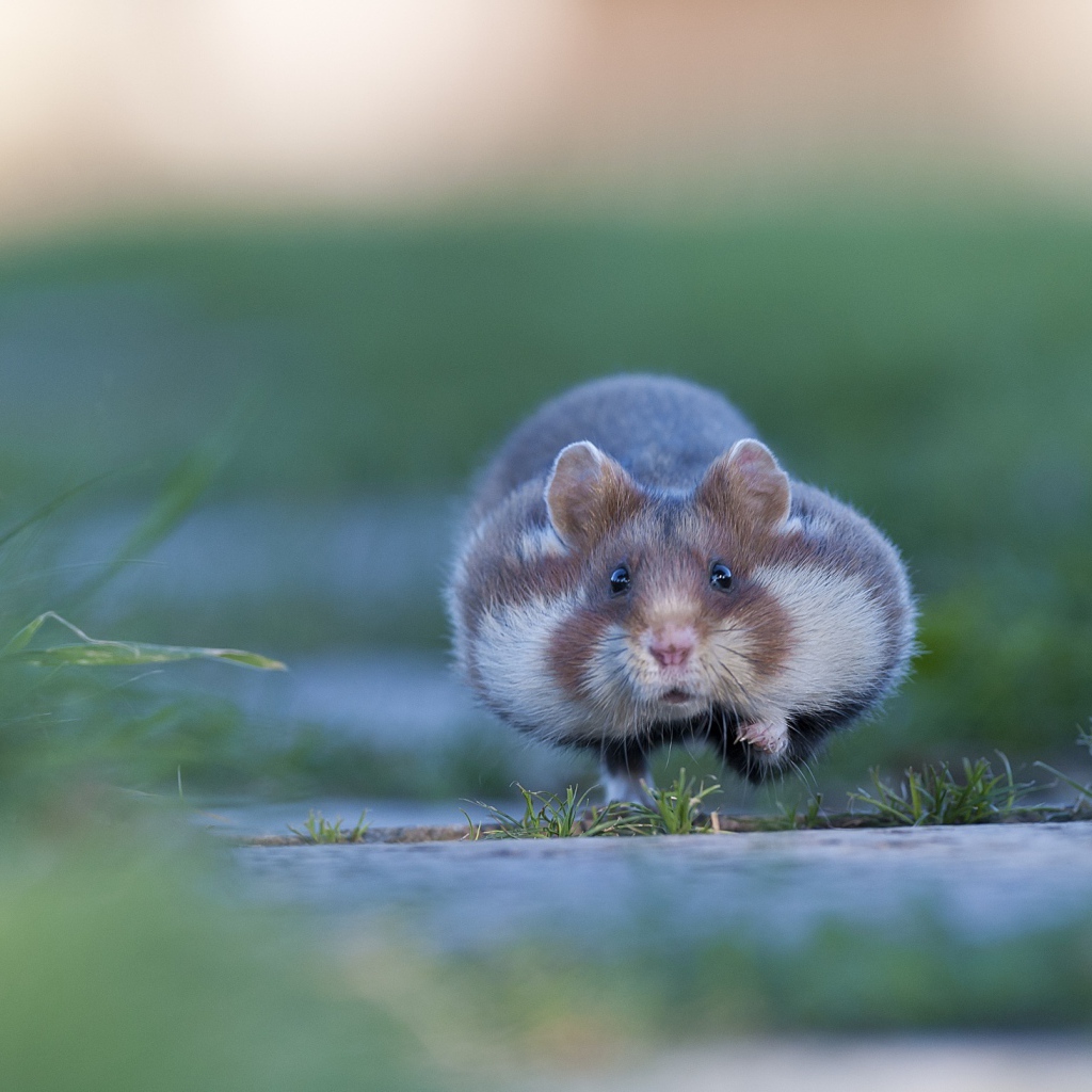 Хомяк бежит по траве