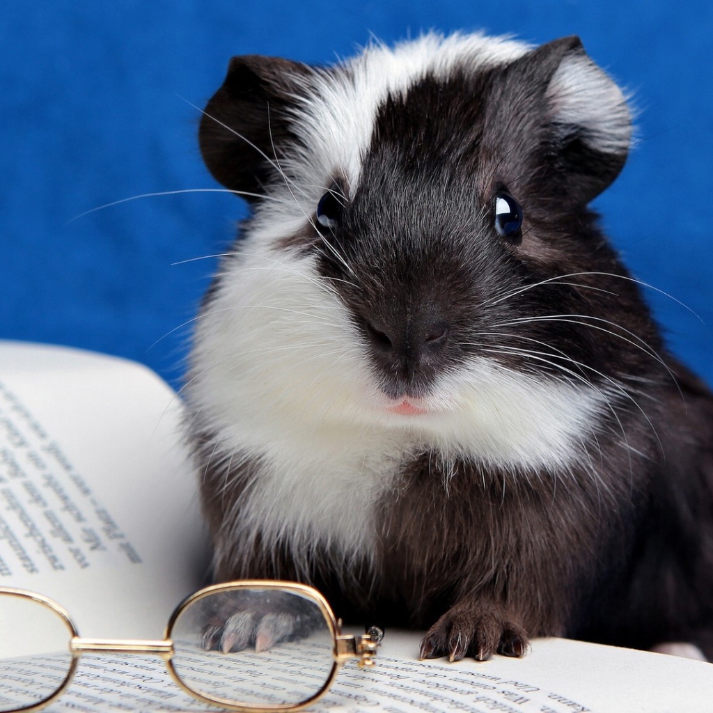 Хомячок с книгой 