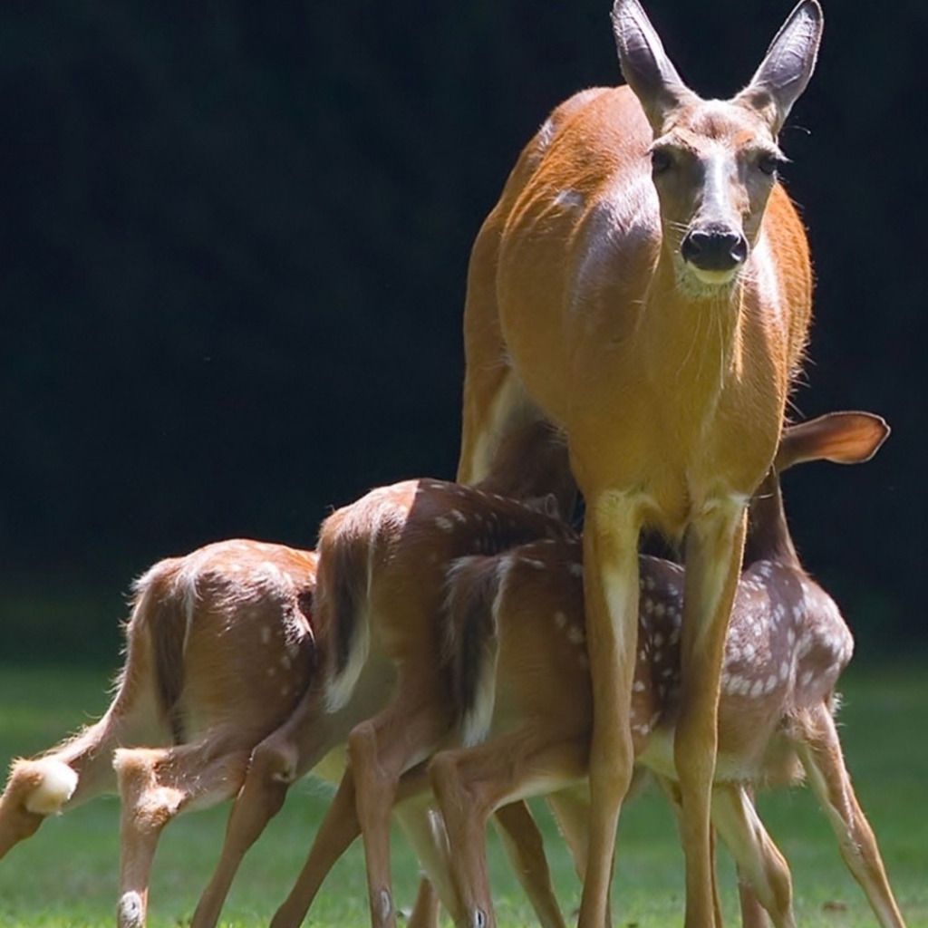 Mалыши косули с мамой