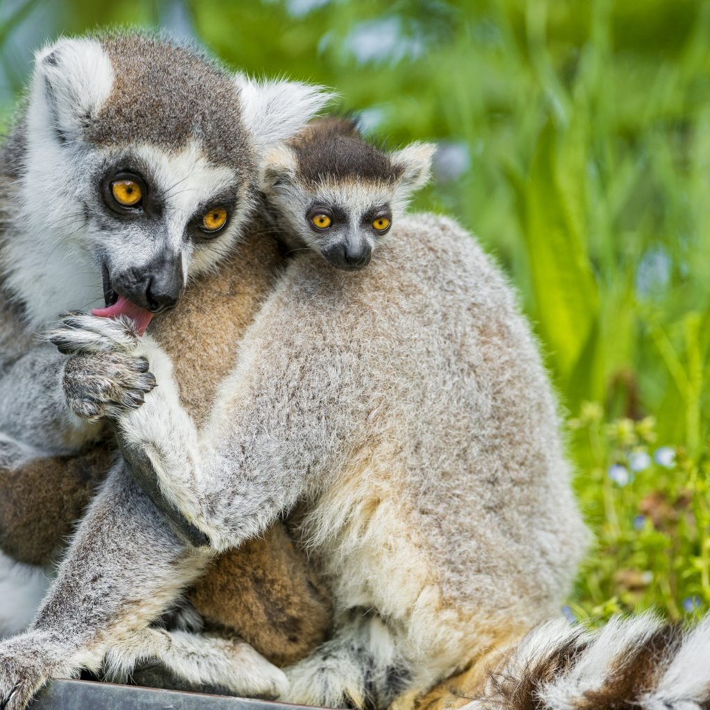 Лемур с детенышем
