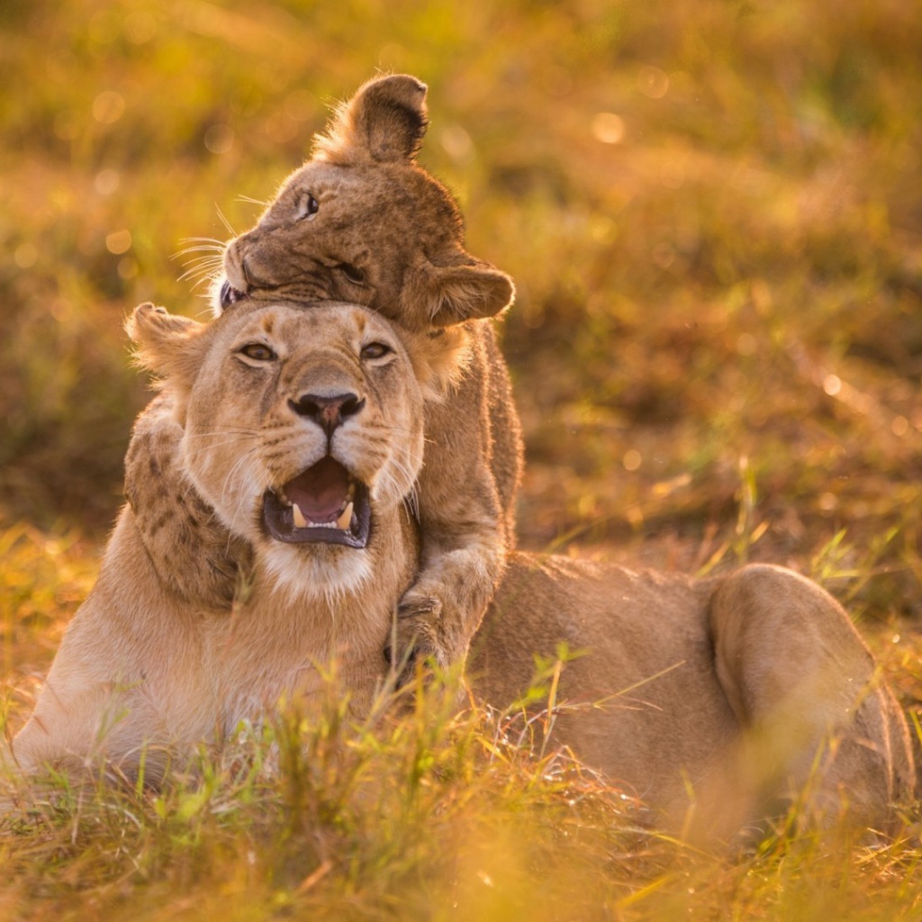 Львица и детёныш на травке