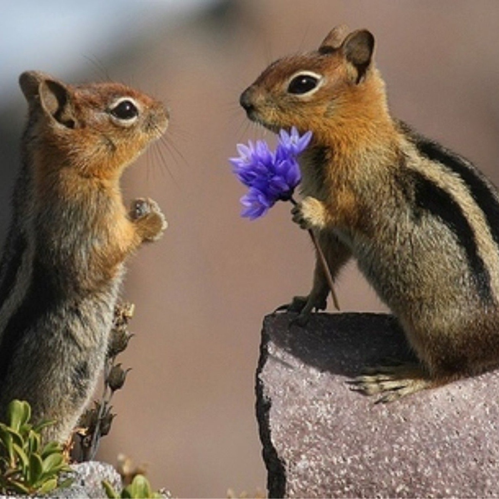 Влюбленные горностаи на камне