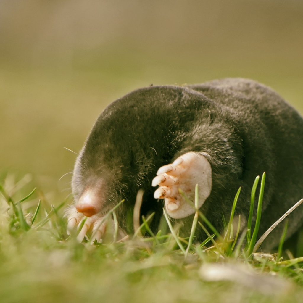 Kрот в лучах солнца