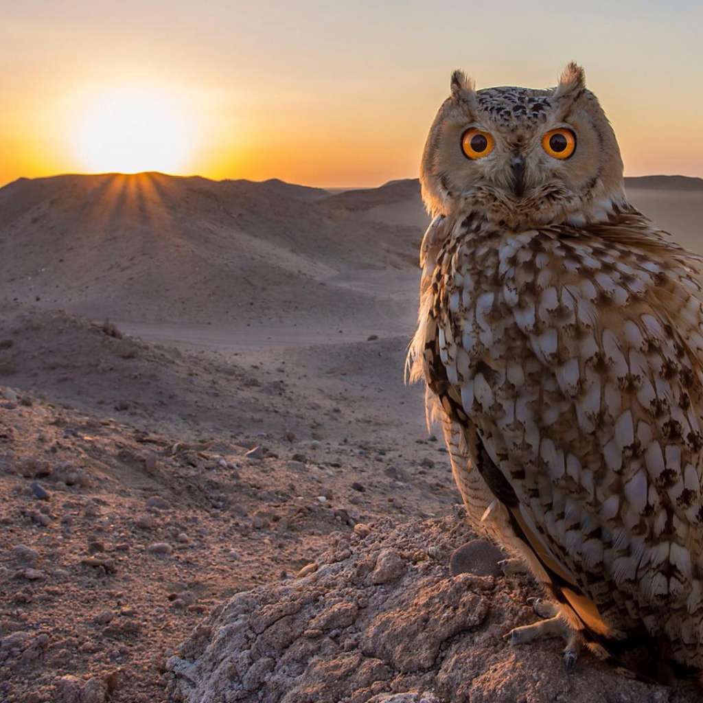 Филин в пустыне