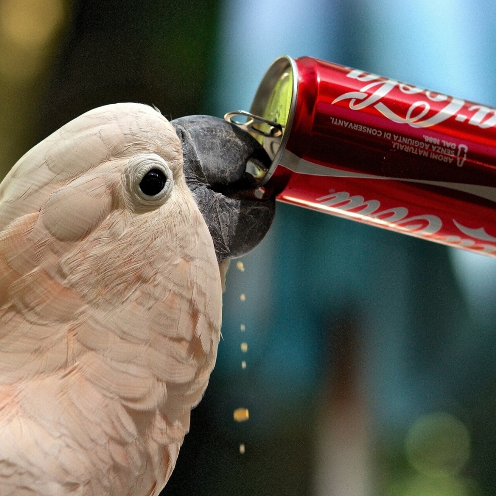 Попугай пьет газировку
