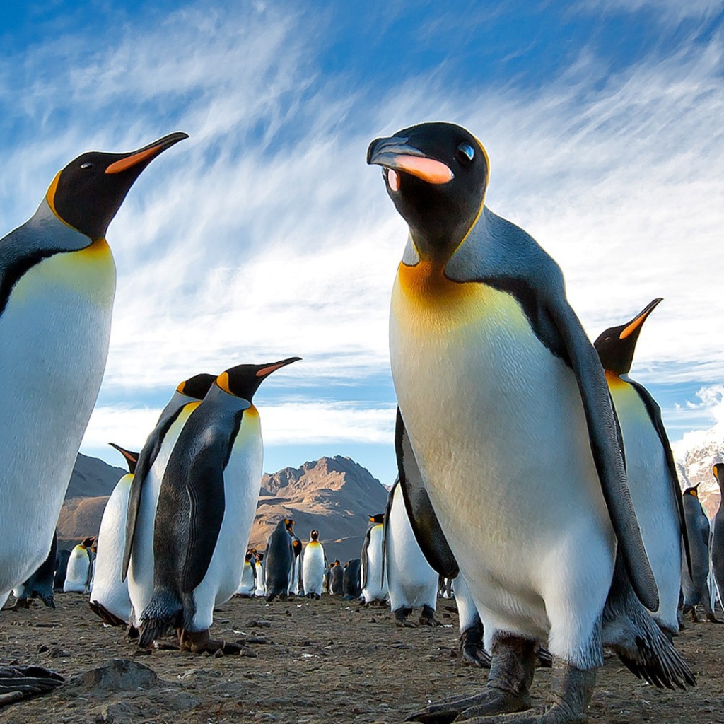 Пингвины в Арктике