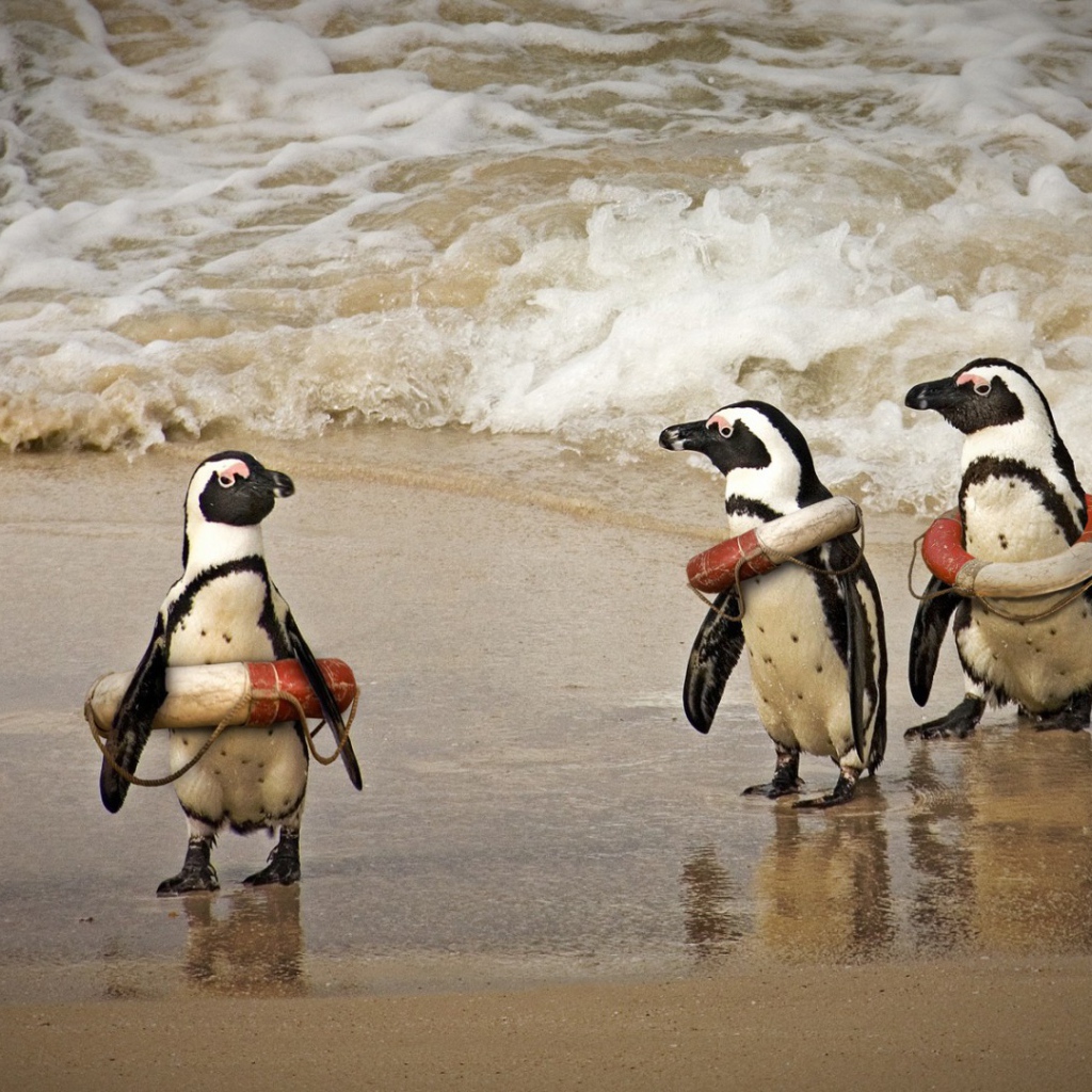 Cпасатели на льду