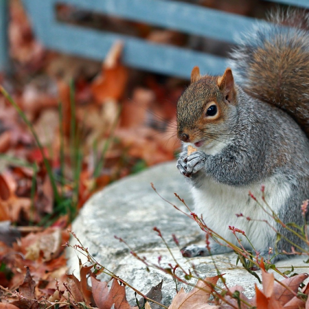 Белочка в осенних листъях