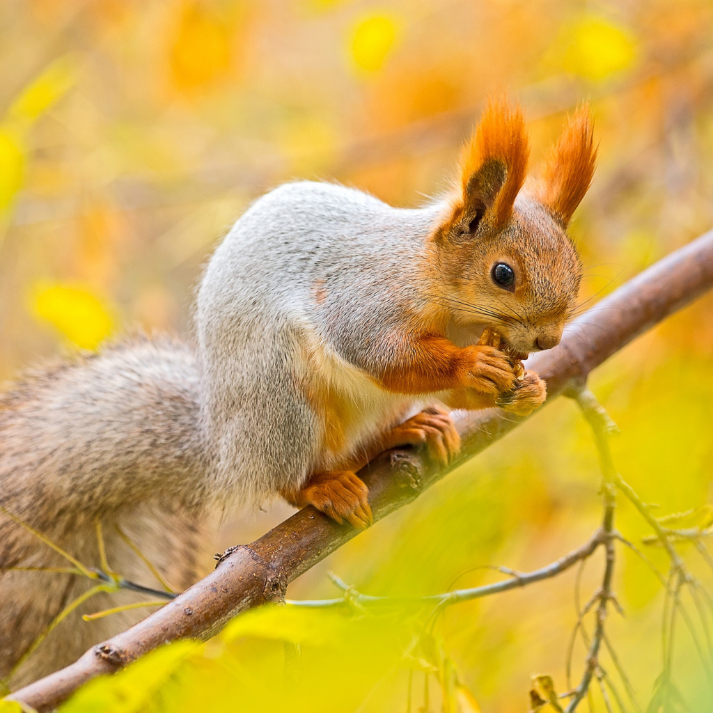 Белочка в осеннем лесу