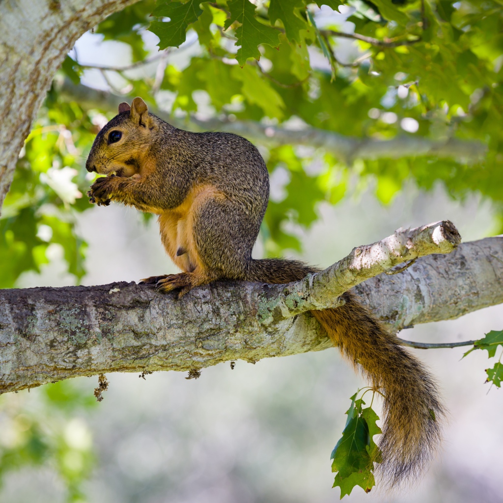 Белка сидит на дереве