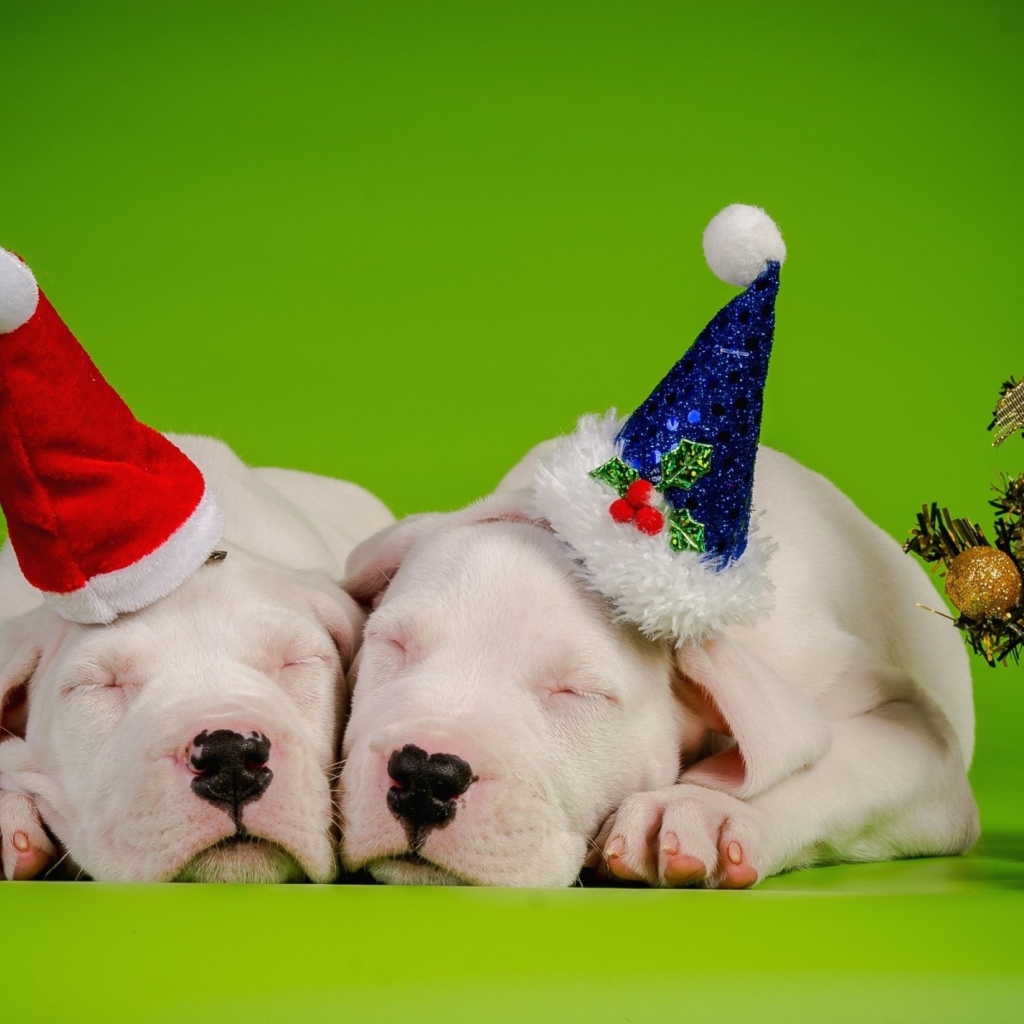 Два новогодних щенка 