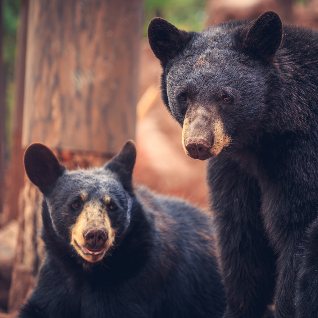 Два медведя среди деревьев