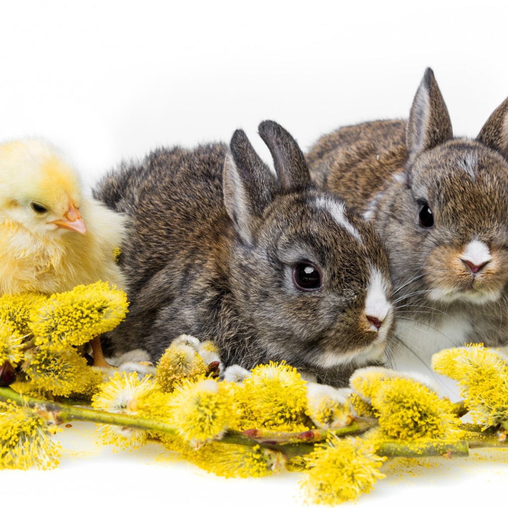 Два кролика и цыпленок