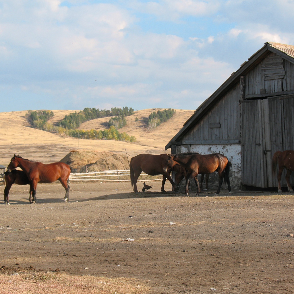 Прогулка у конюшни