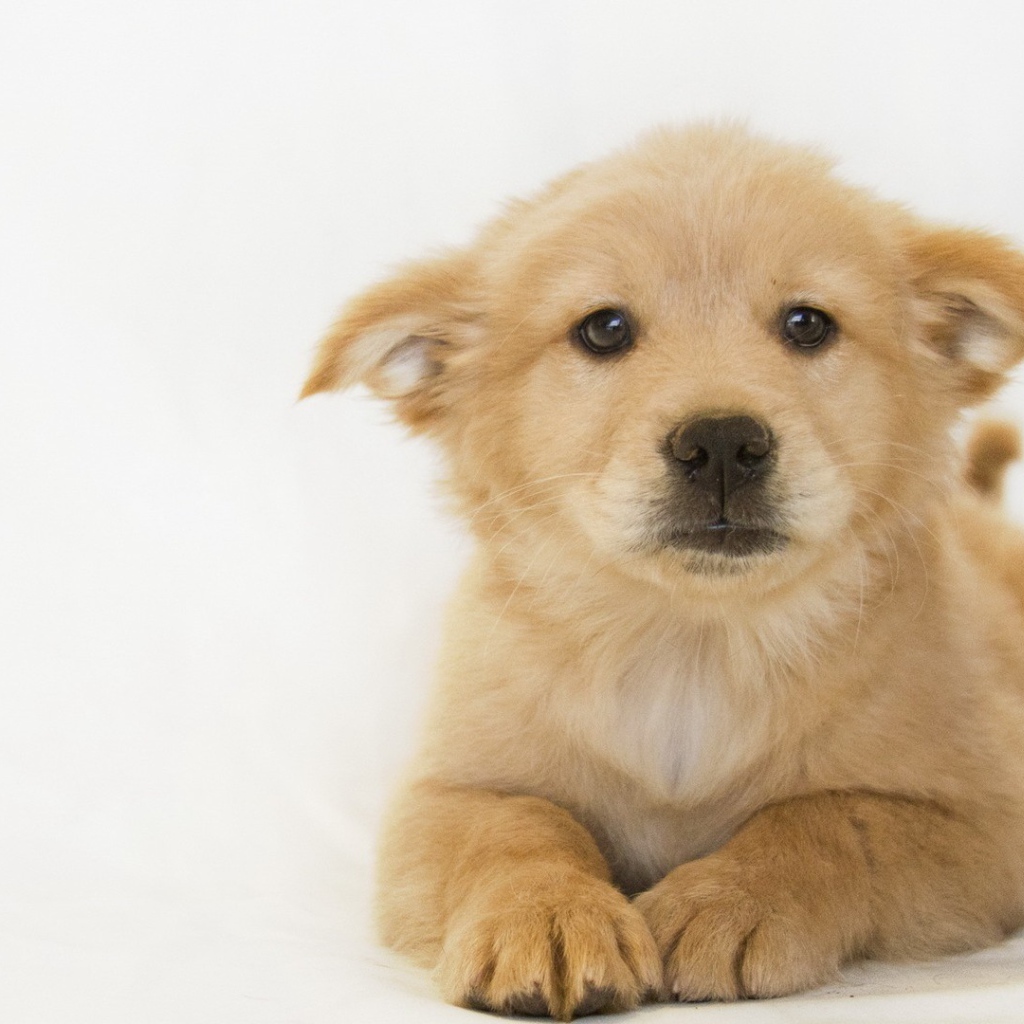 Белый щенок