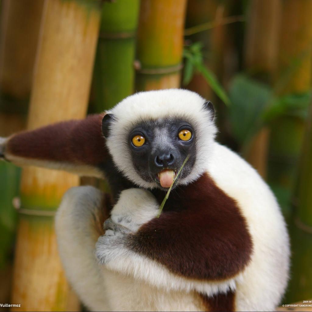 Бамбуковый медведь показывает язык