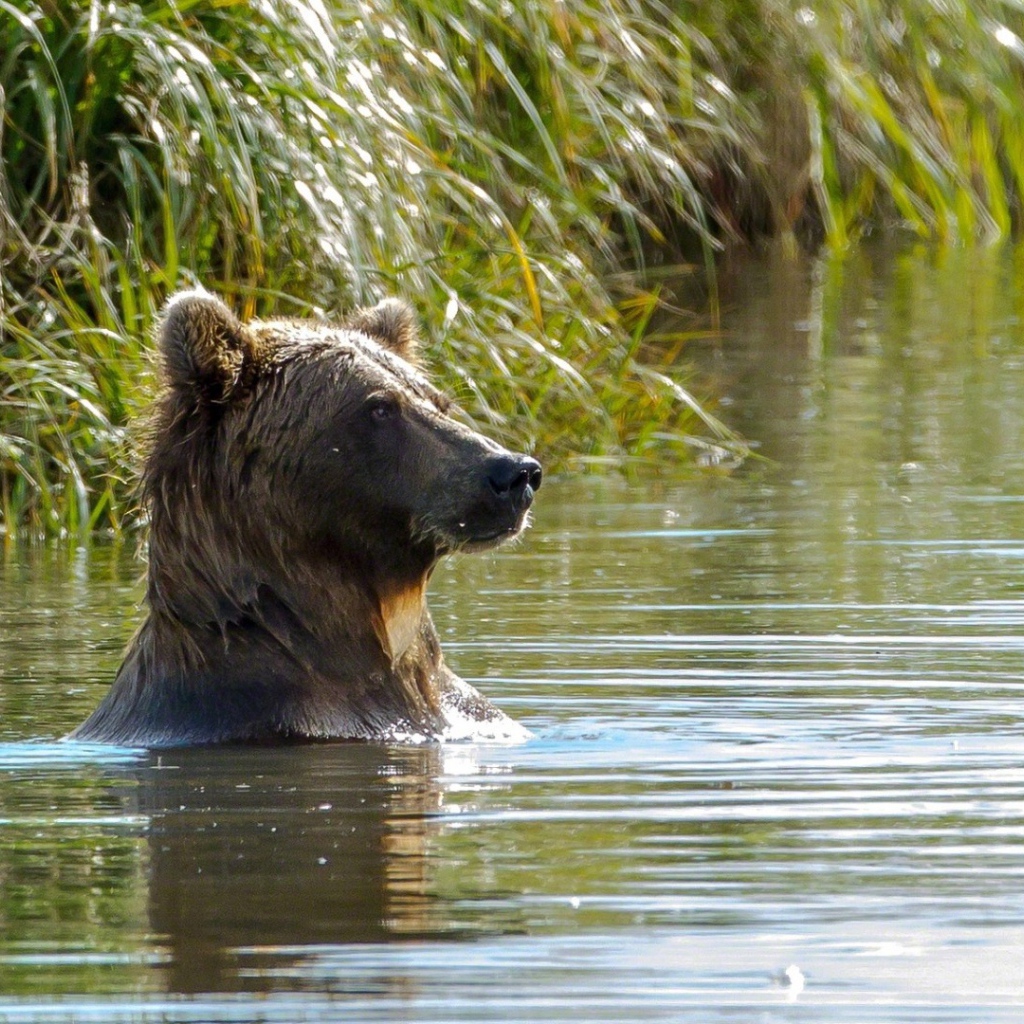 Медведь в воде