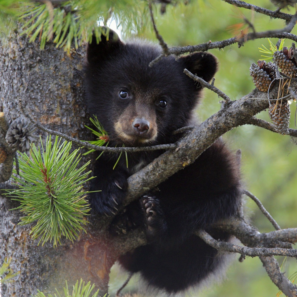 Медвежонок сидит на дереве