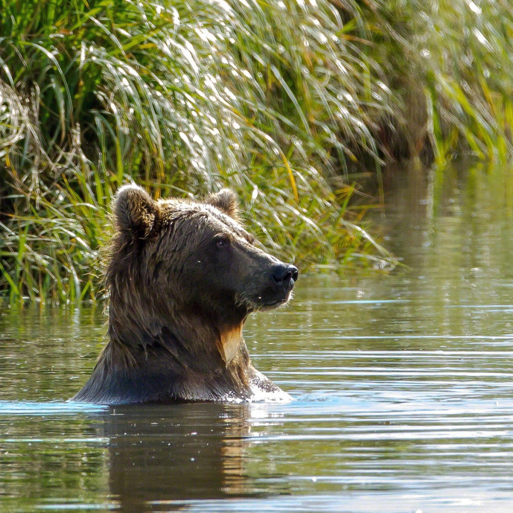 Медведь купается в реке