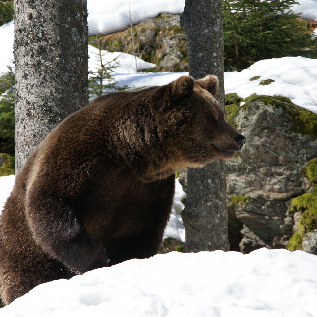 Медведь проснулся весной