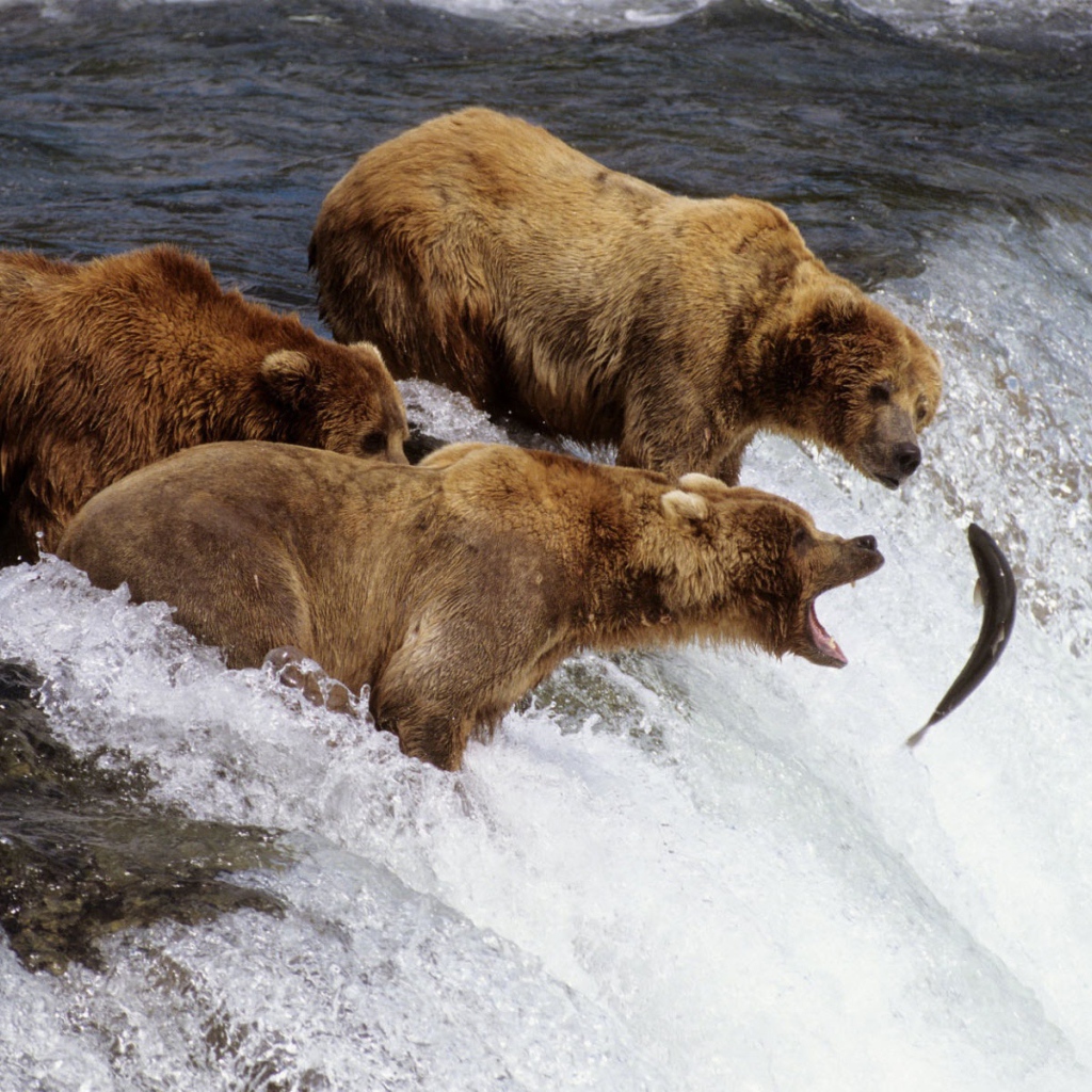 Коричневые медведи на Аляске