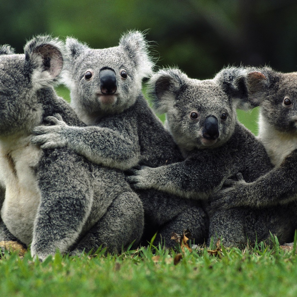 Коала дружная семья