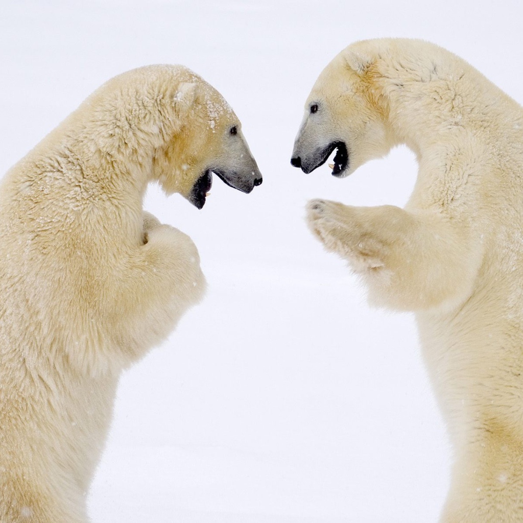 Схватка белых медведей