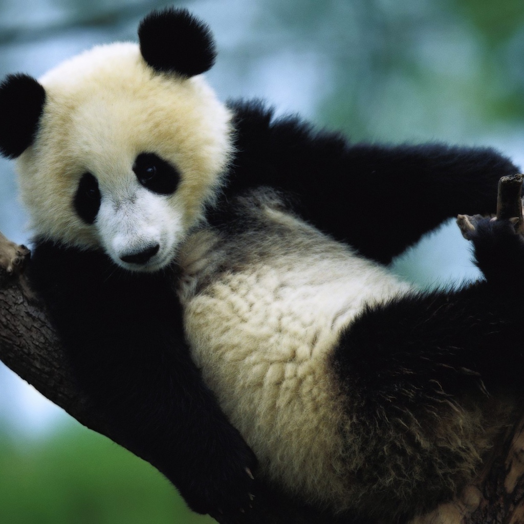 Панда сидит на дереве
