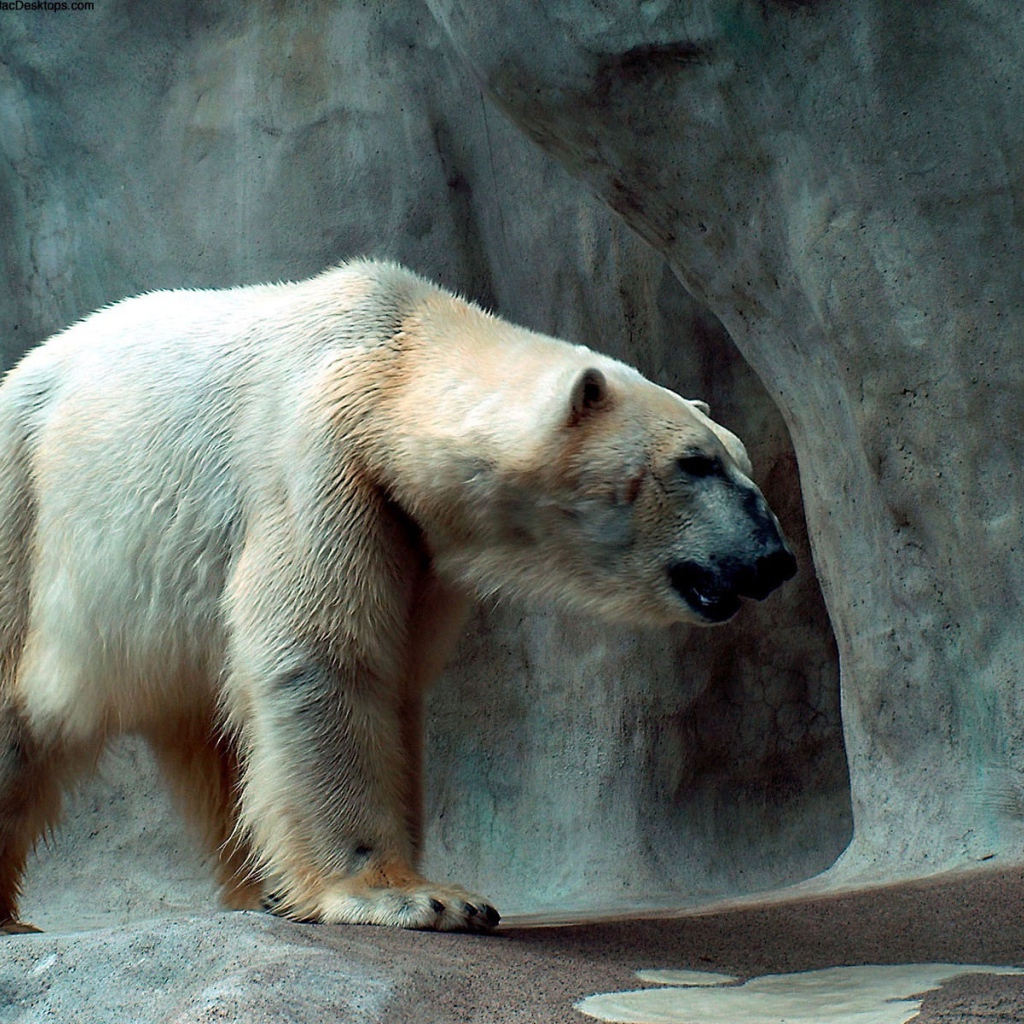 Полярный медведь