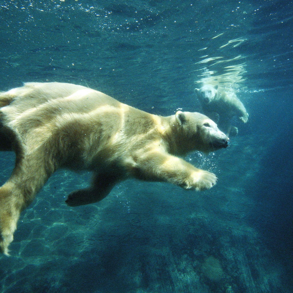 Белый медведь плывет под водой