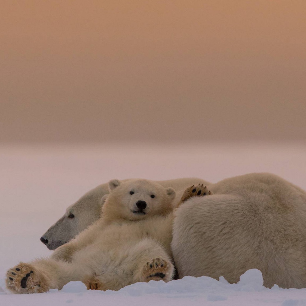 Белые медведи на снегу