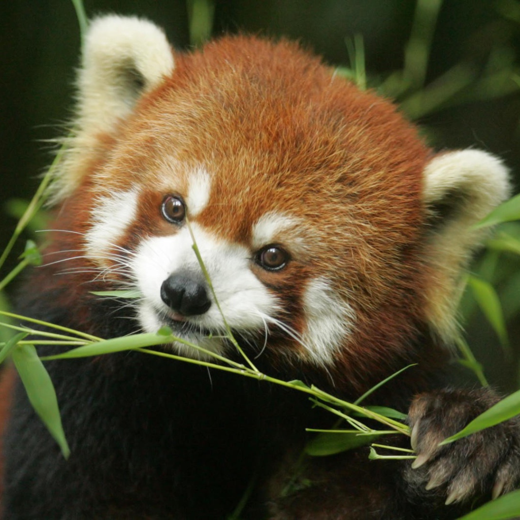 Рыжая панда