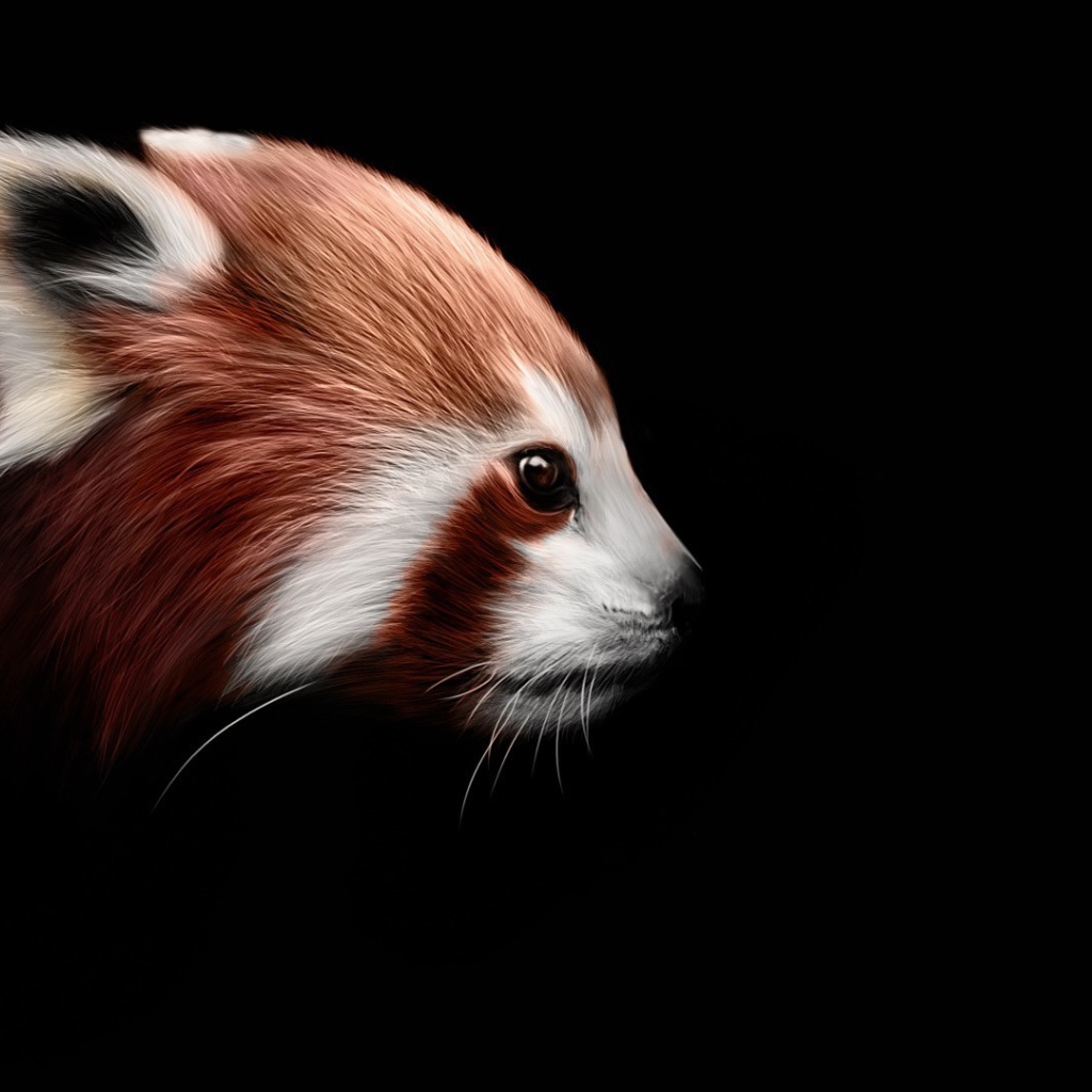Красная панда на черном фоне