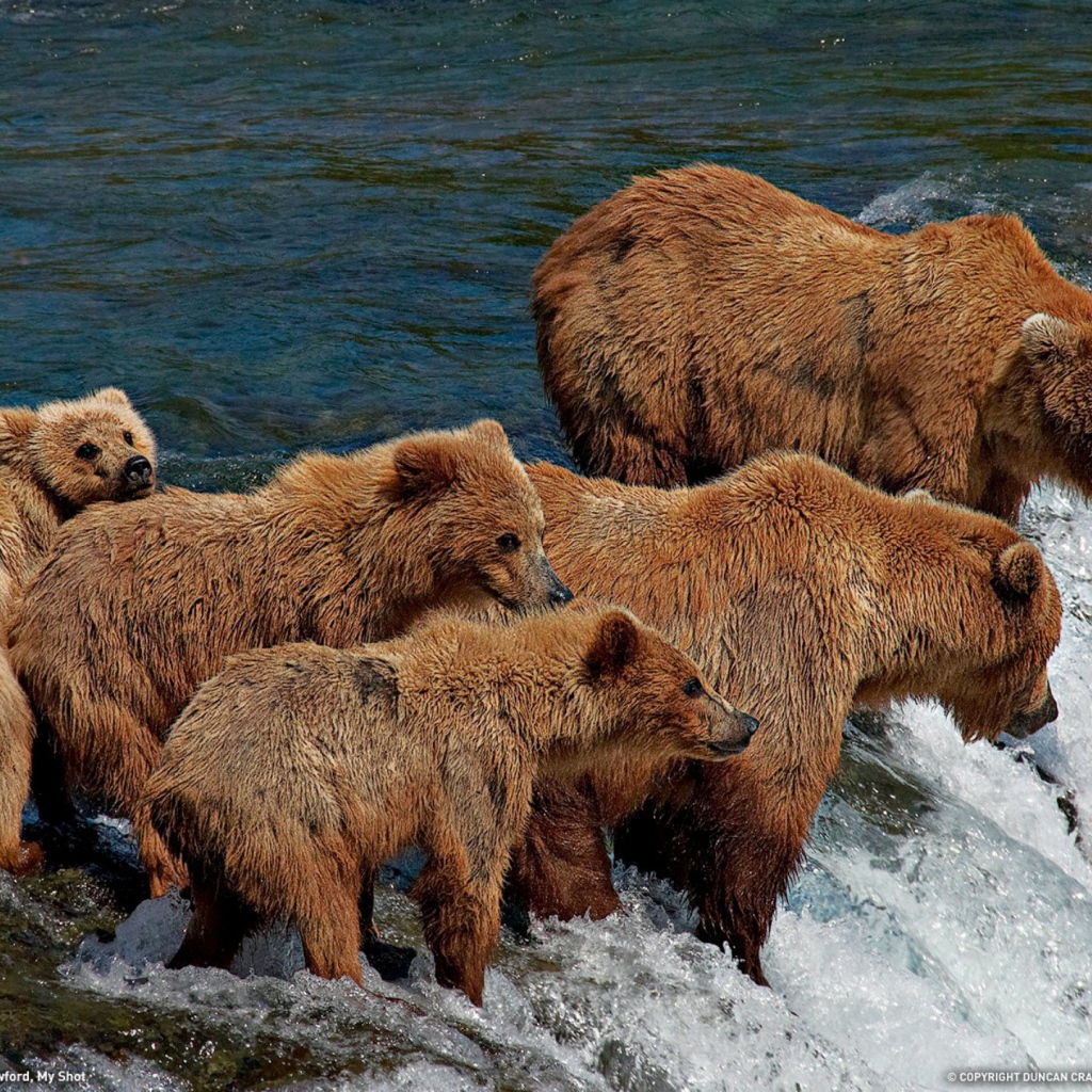 Семья медведей на рыбалке