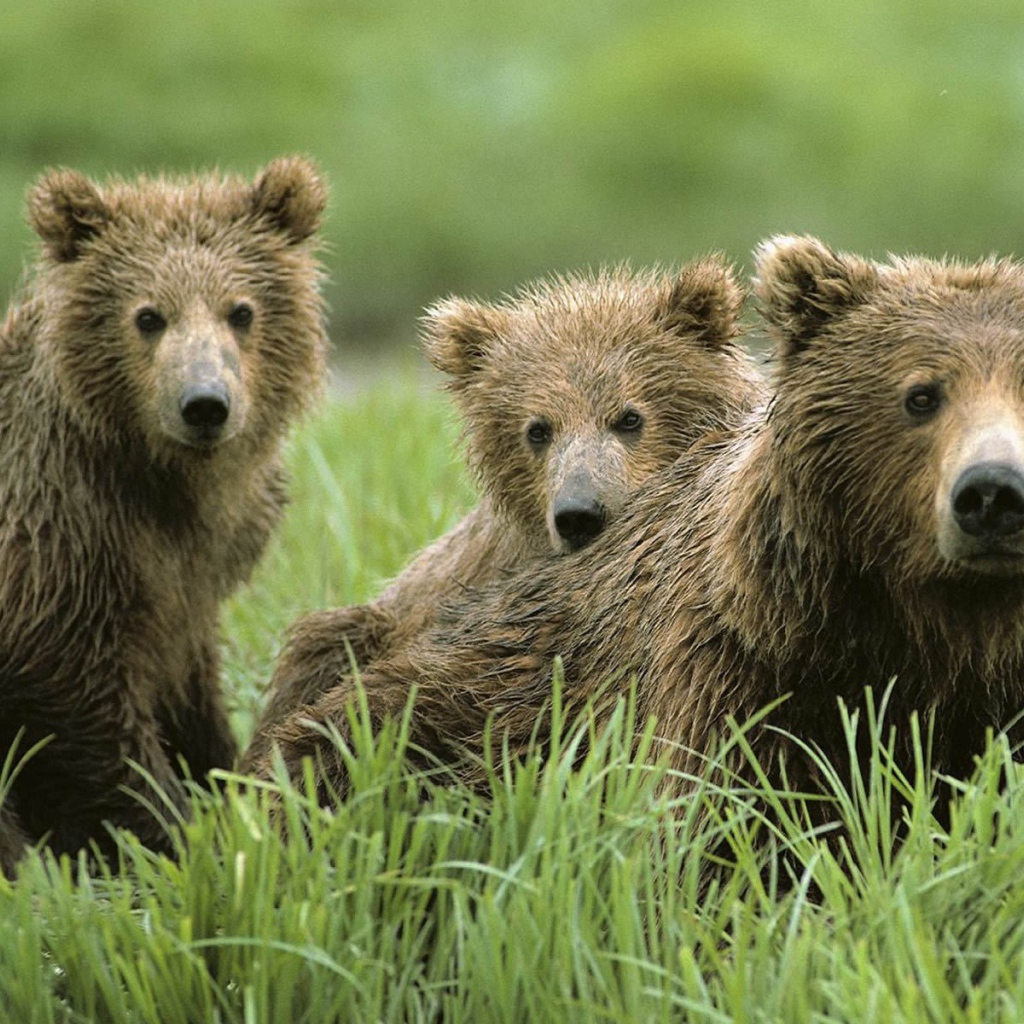 Семья бурых медведей