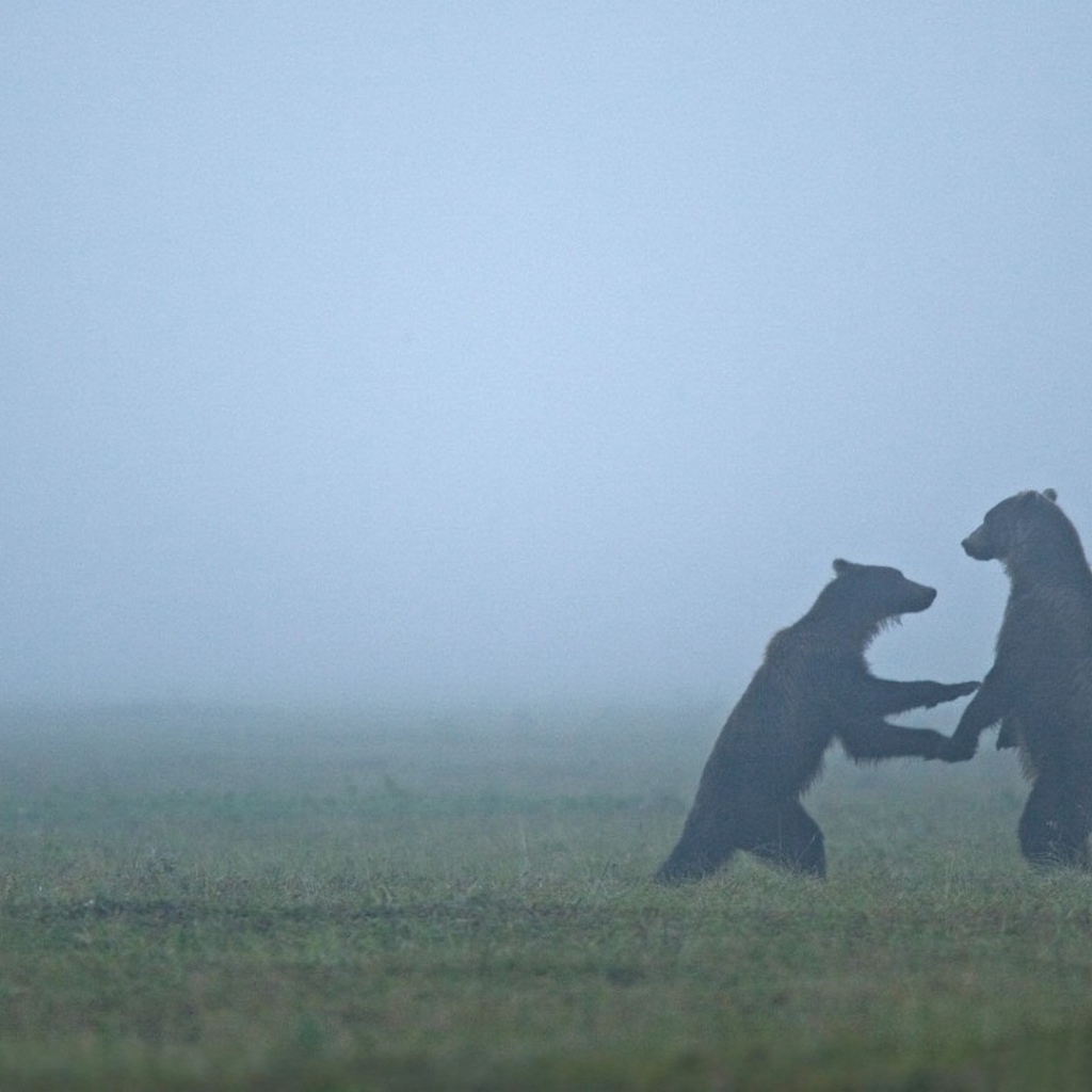 Встреча медведей