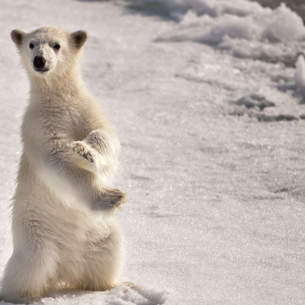 Белый медведь на задних лапах