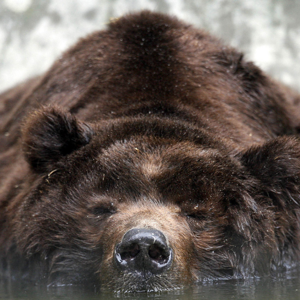Медведь лежит в воде