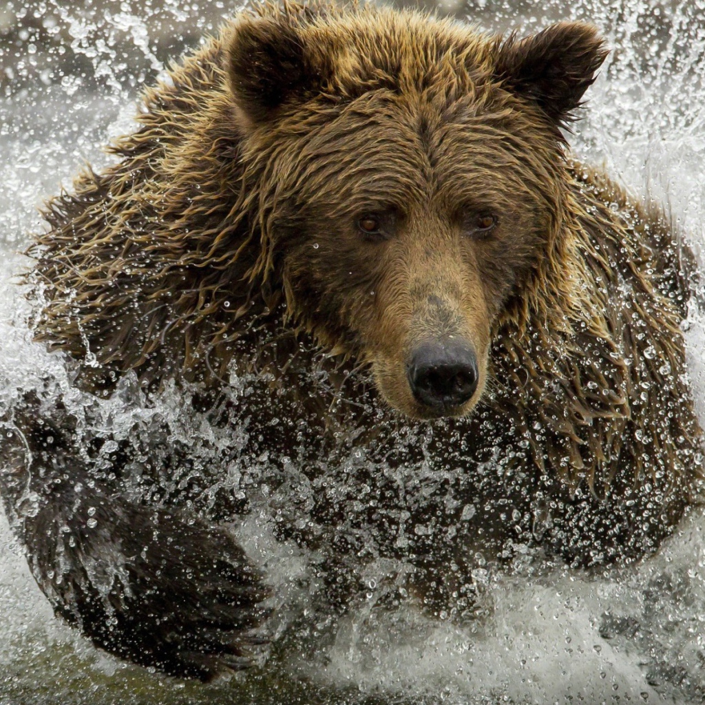 Медведь ловит рыбу