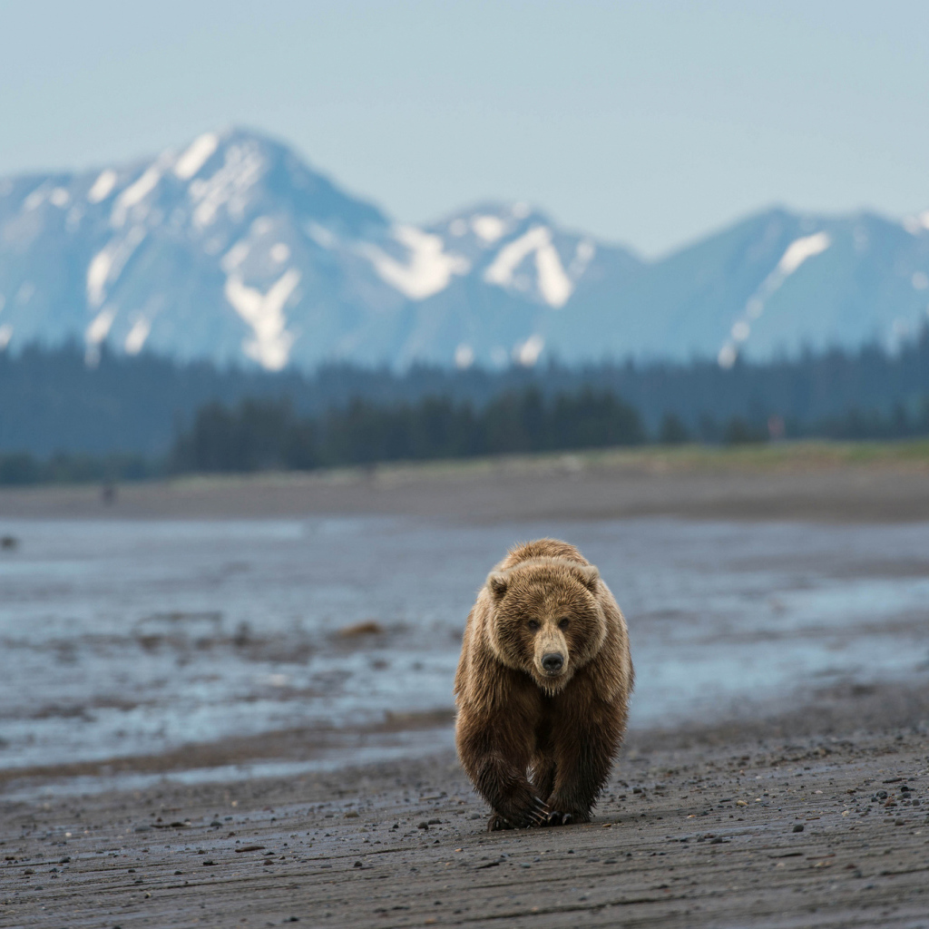 Медведь идет по пляжу